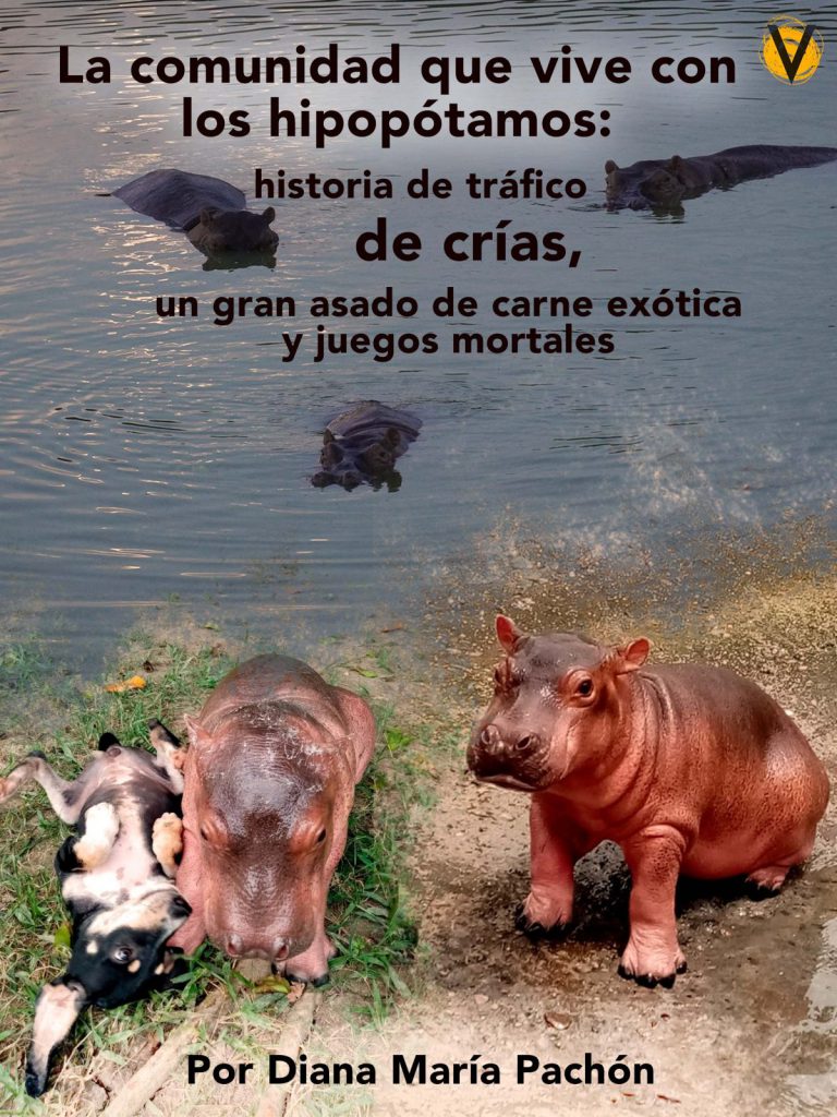 Hipopótamos